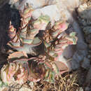Sivun Euphorbia phylloclada Boiss. kuva