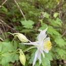 Image of white Colorado columbine