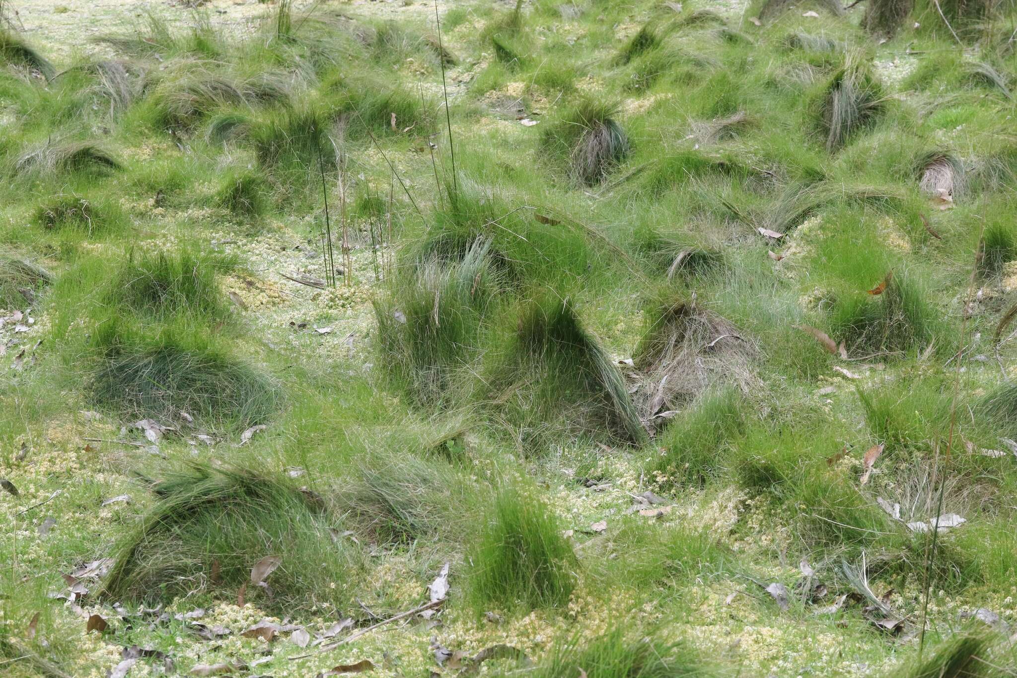 Image of Lepidosperma filiforme Labill.