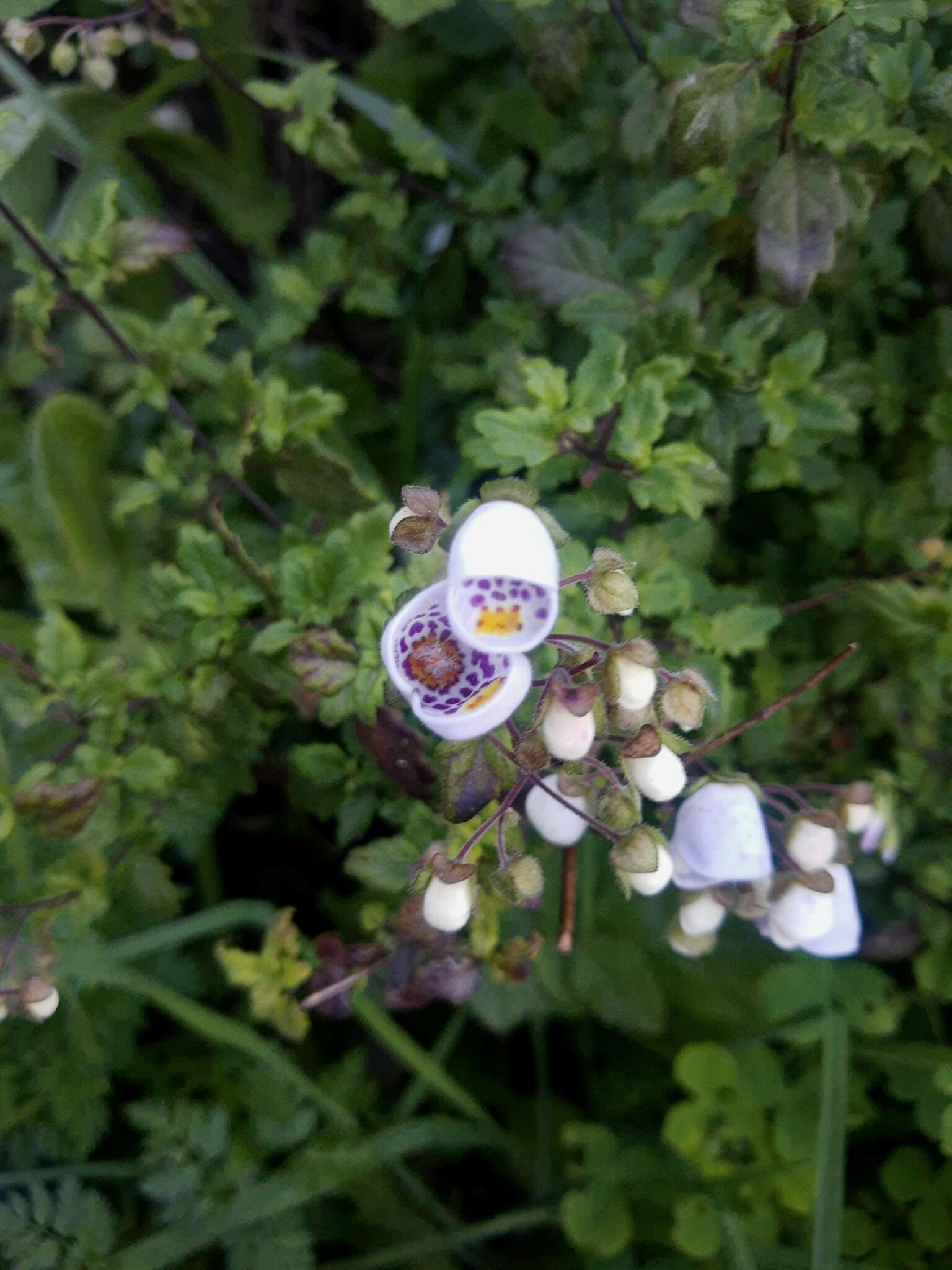 Image of Jovellana violacea (Cav.) G. Don