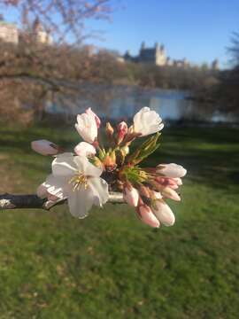 Plancia ëd Prunus yedoensis Matsum.