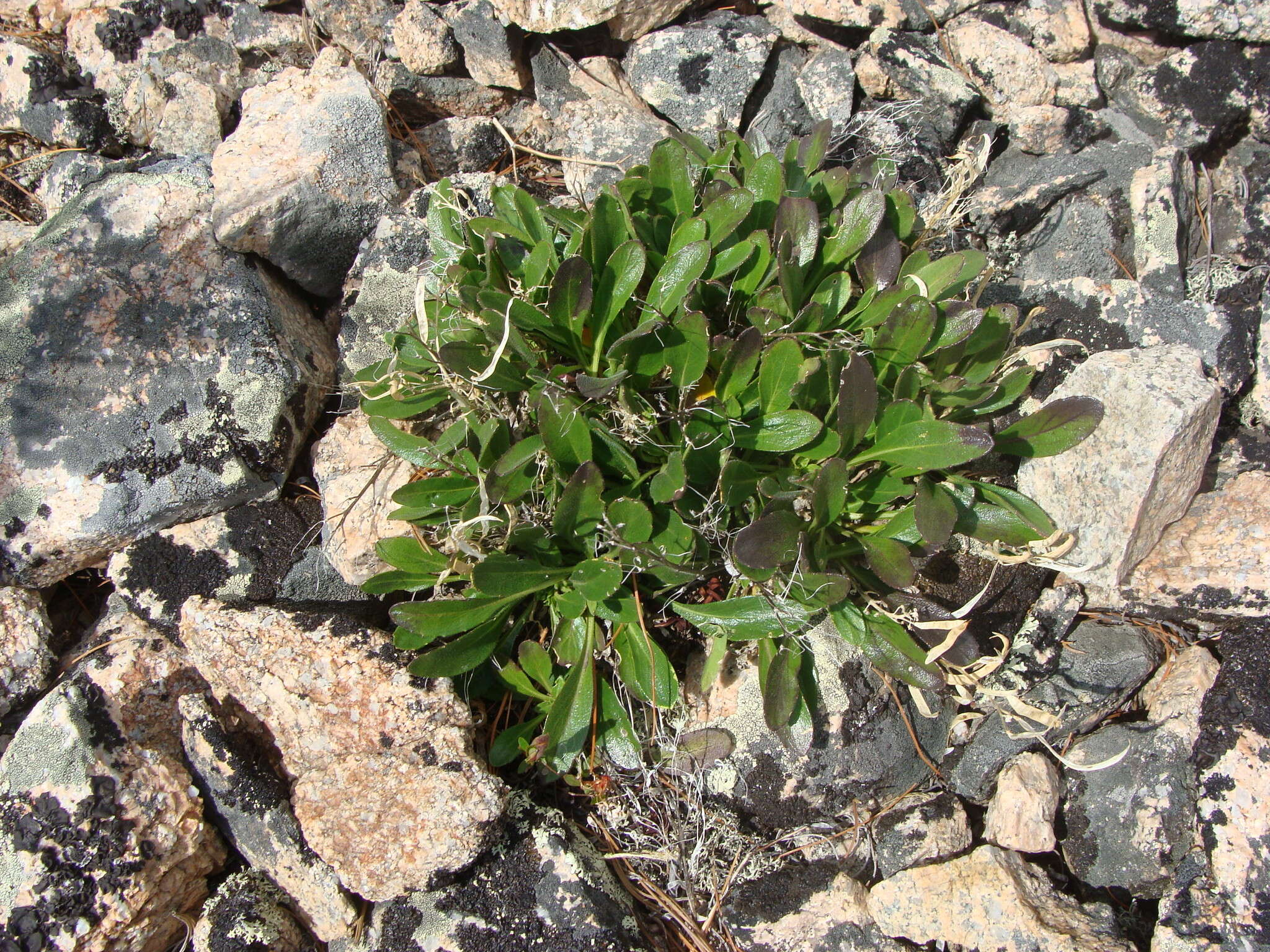 Image of Borodinia macrophylla (Turcz.) O. E. Schulz