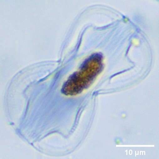 Plancia ëd Entomoneis paludosa