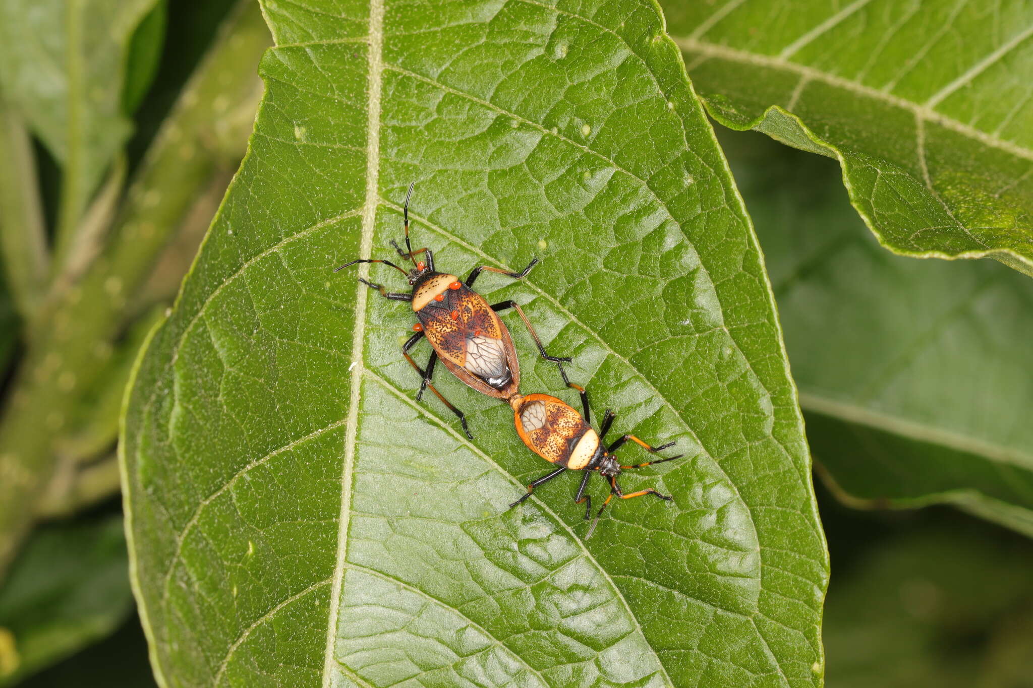 Image of Largus humilis (Drury 1782)