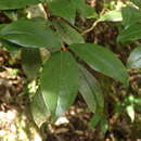 Image of Rhododendron tashiroi Maxim.