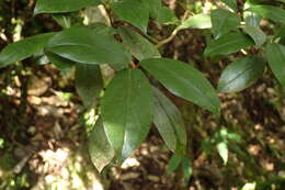 Image of Rhododendron tashiroi Maxim.