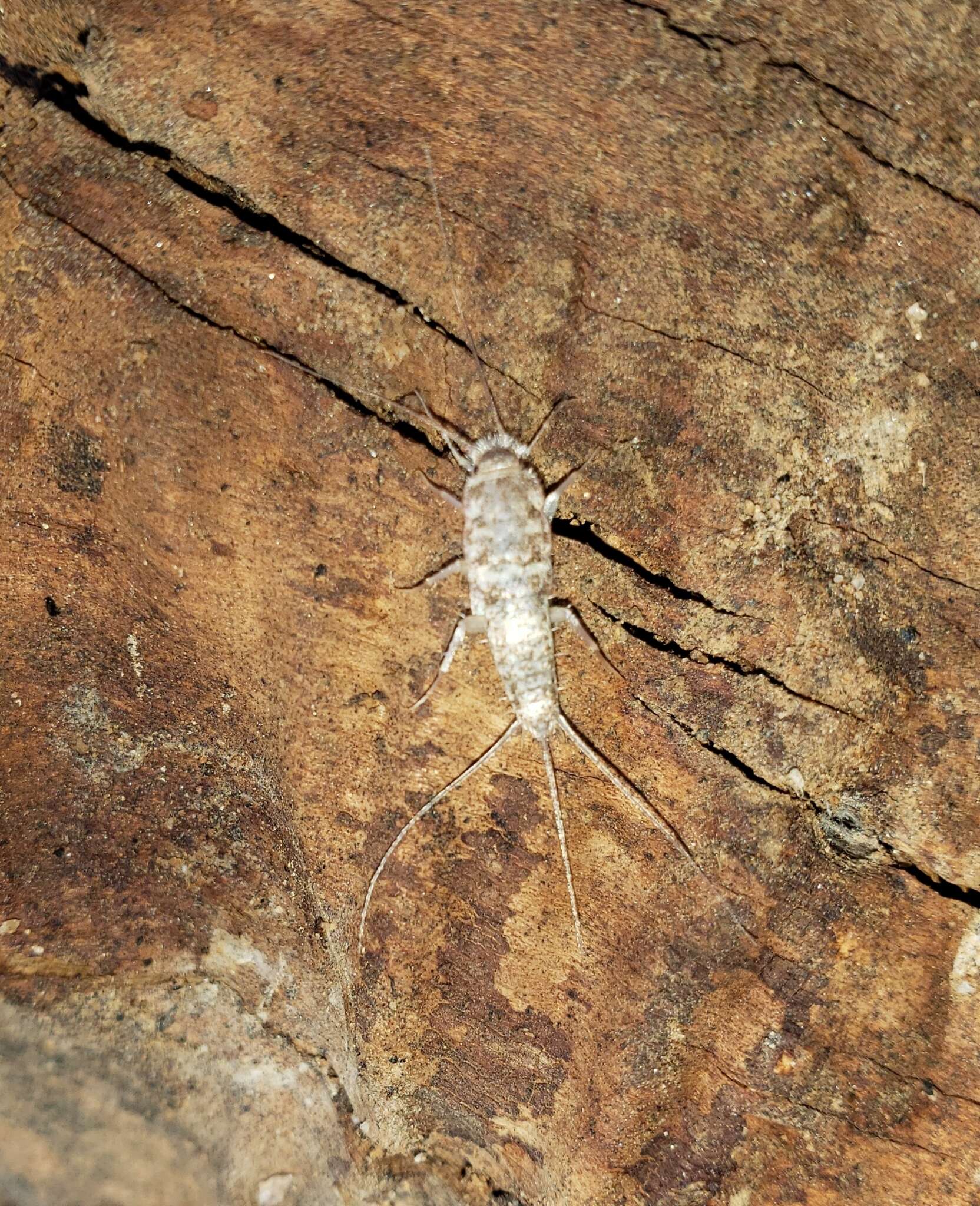 Image of Leucolepisma arenaria Wall 1954