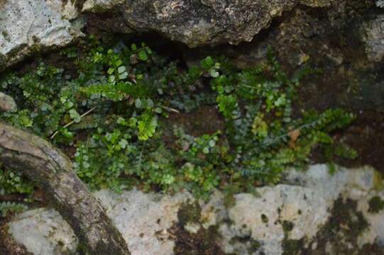 صورة Asplenium dentatum L.