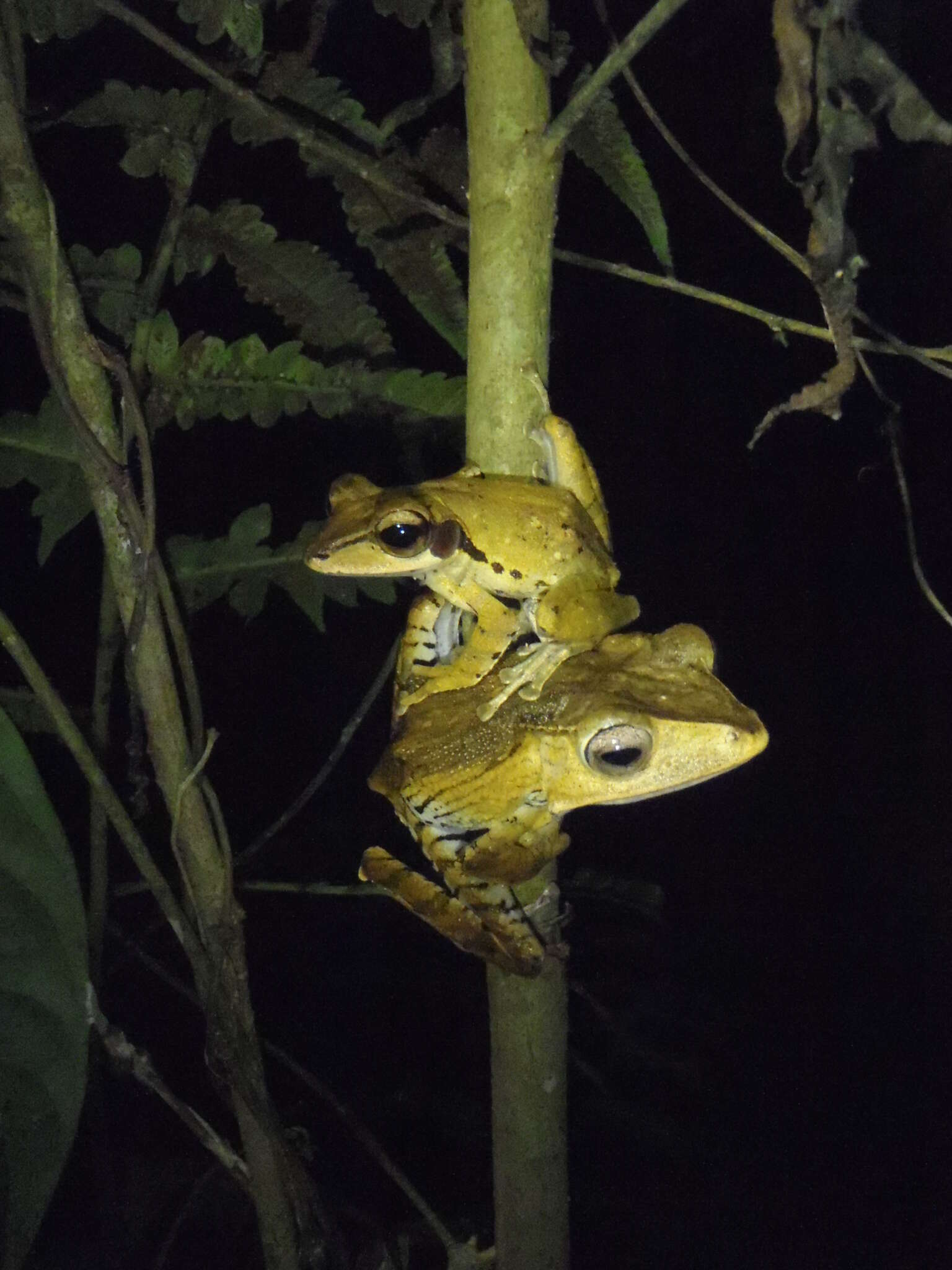 Image of Bongao tree frog