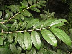 Image of Vangueria randii subsp. chartacea (Robyns) Verdc.