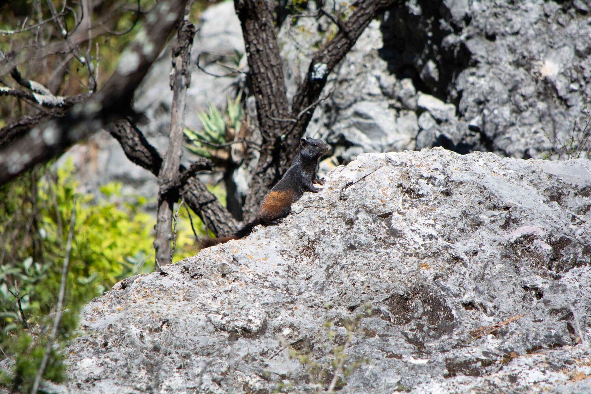 صورة Otospermophilus variegatus couchii (Baird 1855)