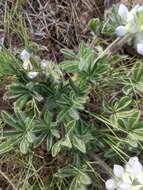 Lupinus malacophyllus Greene resmi