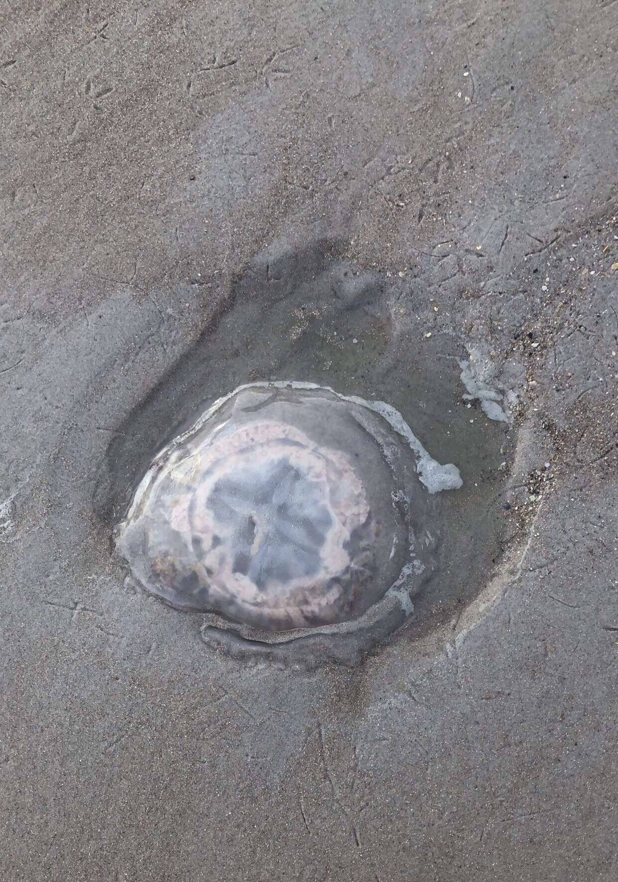 Image of mushroom cap jellyfish