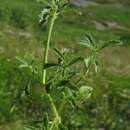 Image of Stachys recta subsp. labiosa (Bertol.) Briq.