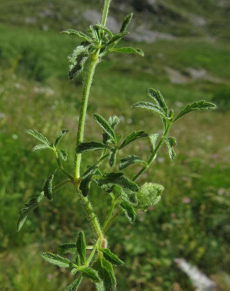 Stachys recta subsp. labiosa (Bertol.) Briq. resmi