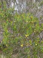 Image of Acacia dodonaeifolia (Pers.) Balb.