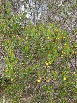 Image of Acacia dodonaeifolia (Pers.) Balb.