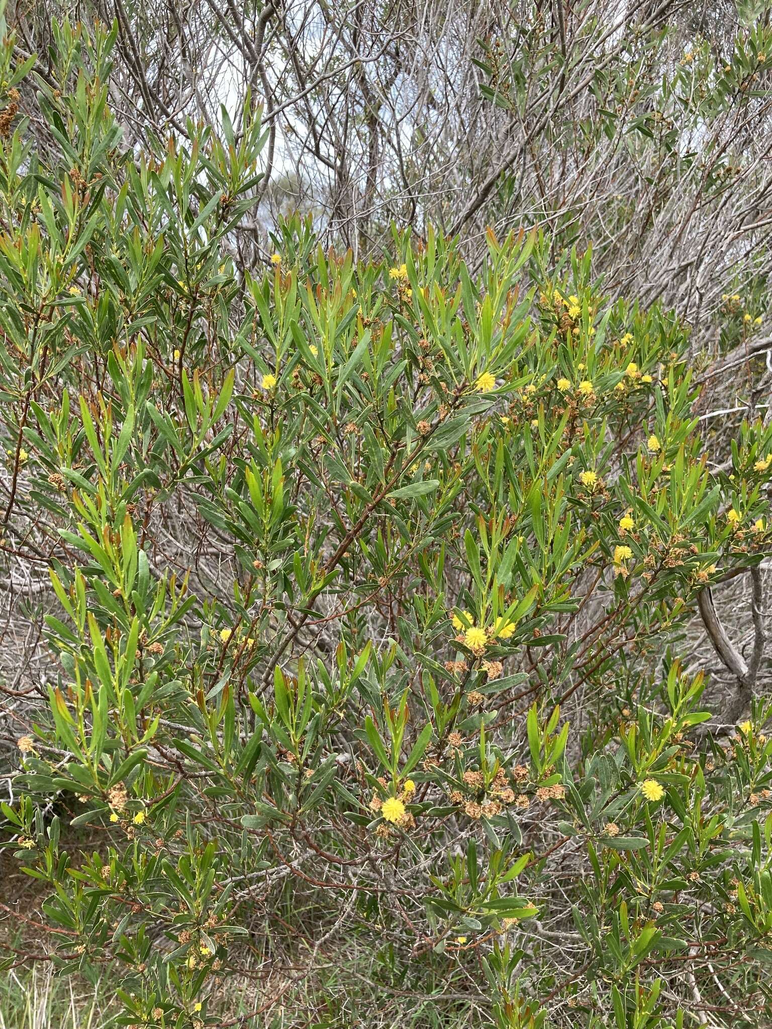 Image of Acacia dodonaeifolia (Pers.) Balb.