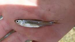 Imagem de Notropis amabilis (Girard 1856)