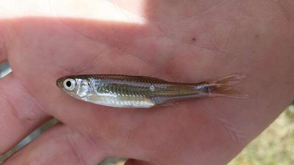 Imagem de Notropis amabilis (Girard 1856)