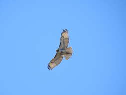 Image of Eastern Red-tailed Hawk