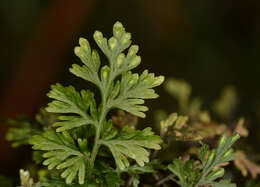 Image of two-dotted bristle fern