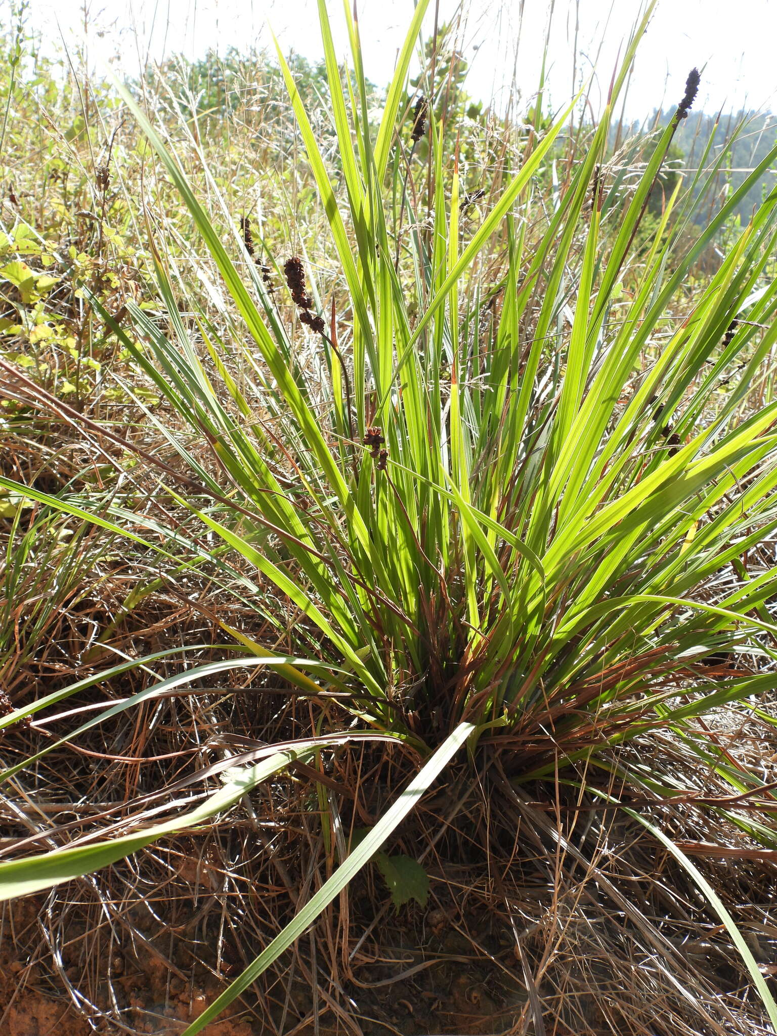 Image of Libertia sessiliflora (Poepp.) Skottsb.