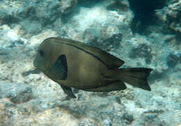 Image of Black Surgeonfish