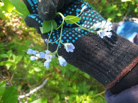 Image de Mertensia sibirica (L.) G. Don