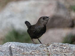 Image of Magellanic Tapaculo