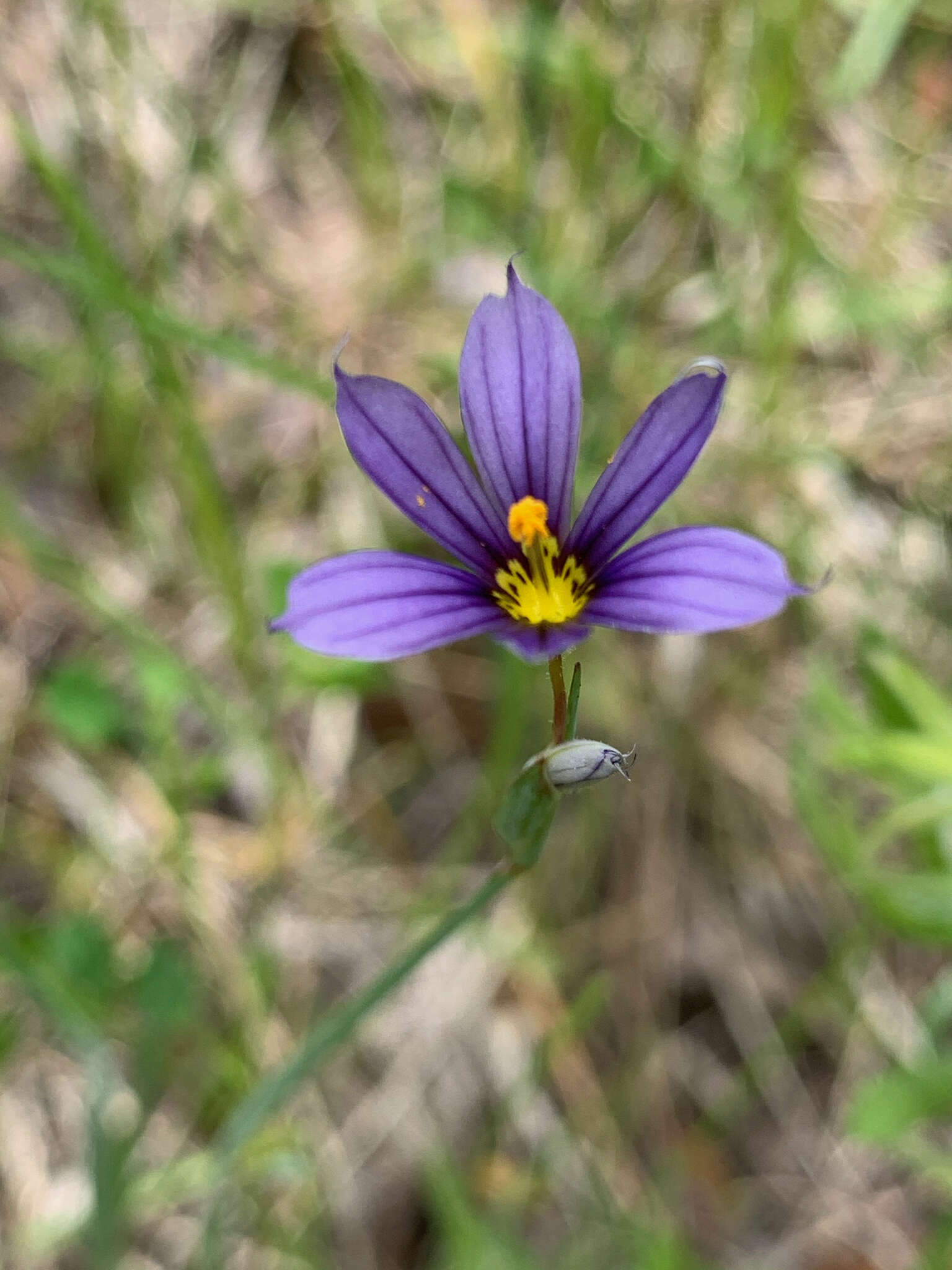 Image of Idaho blue-eyed grass