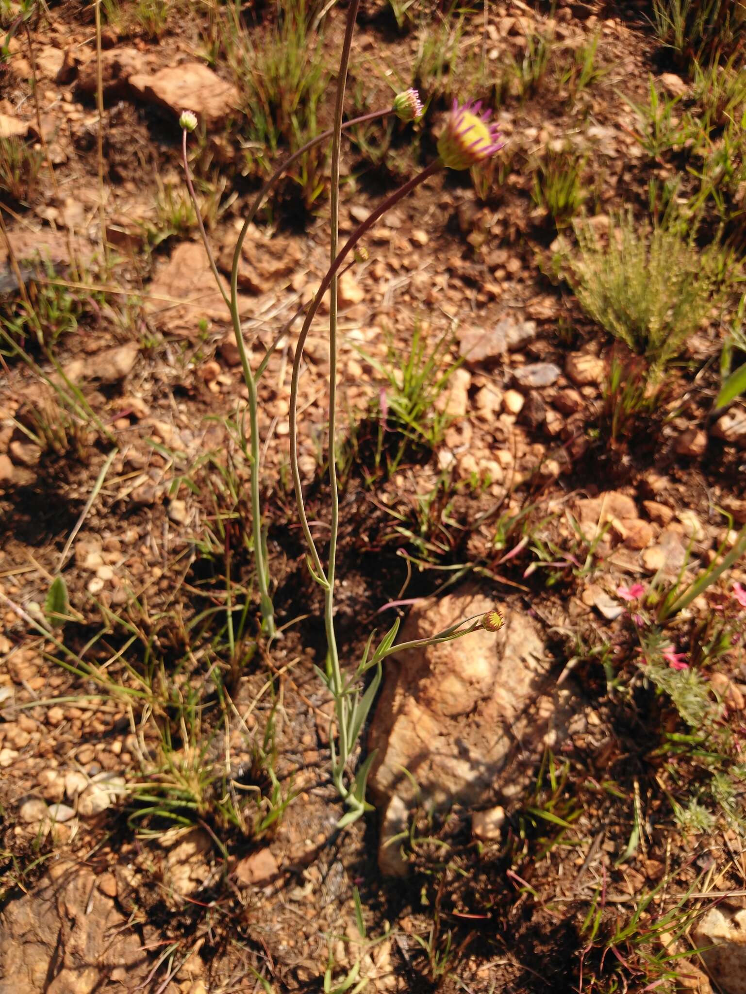 Image of Afroaster serrulatus (Harv.) J. C. Manning & Goldblatt