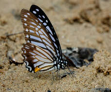 Image of Great Zebra Butterfly