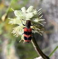 Image of Trichodes apivorus Germar 1824