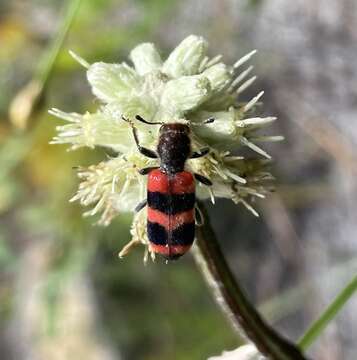 Image of Trichodes apivorus Germar 1824