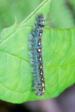 Image of Forest Tent Caterpillar Moth