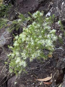 Image of Pseudanthus ligulatus Halford & R. J. F. Hend.