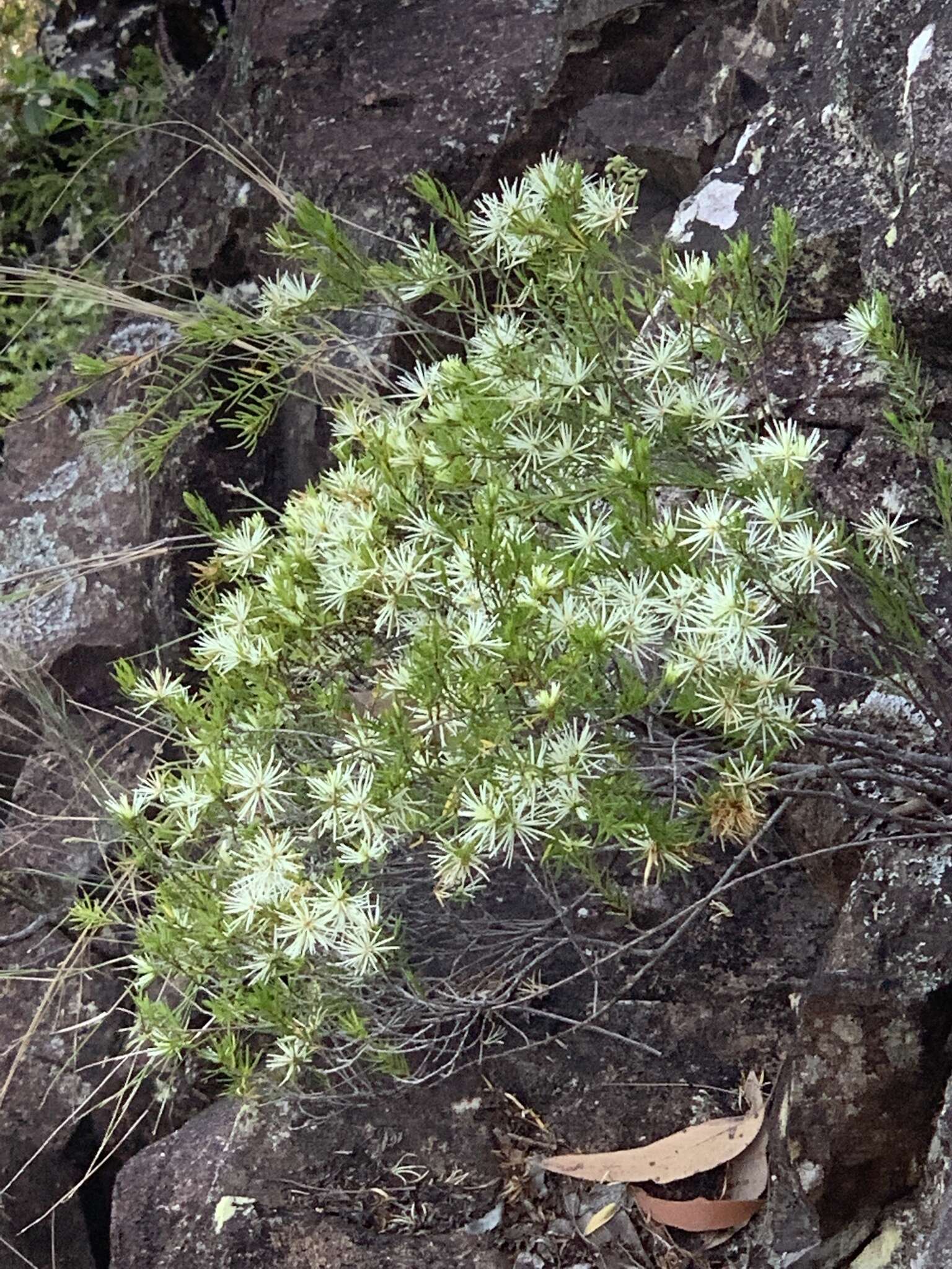 Image of Pseudanthus ligulatus subsp. volcanicus Halford & R. J. F. Hend.