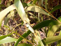 Image of Variegated grasshopper