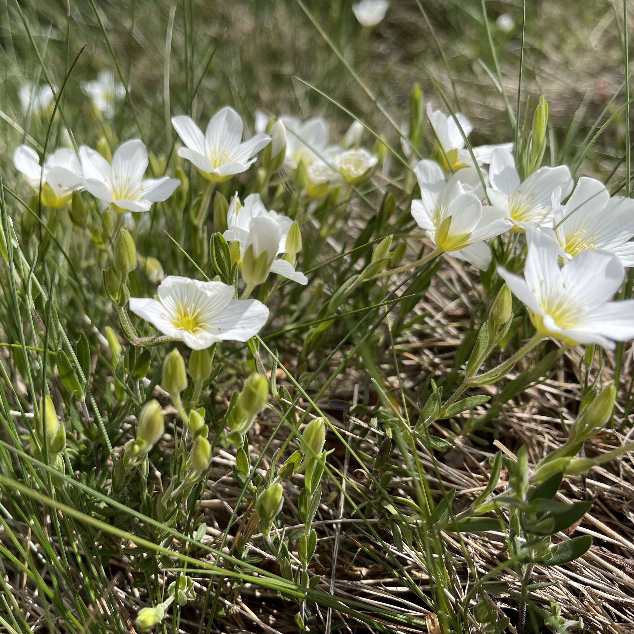 Image of mountain sandwort