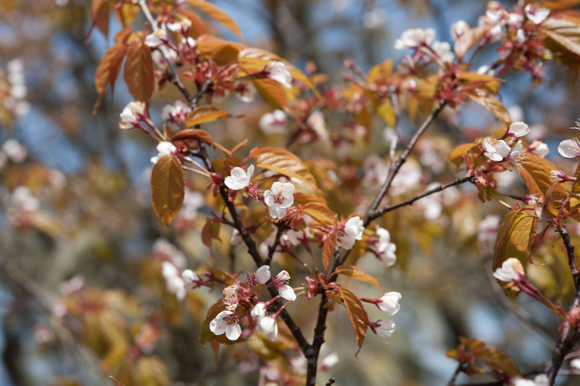 Imagem de Prunus spachiana (Lavallee ex H. Otto) Kitamura