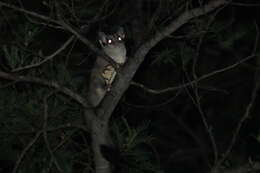 Image of Squirrel Glider