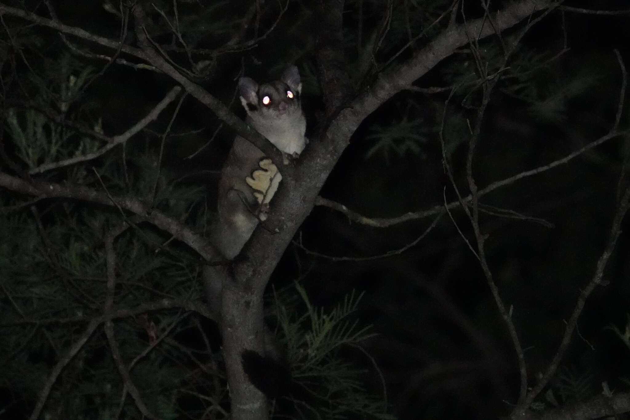 Image of Squirrel Glider