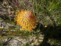 Image de Leucospermum profugum Rourke