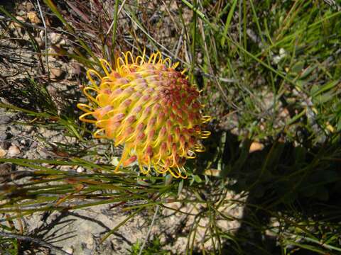 Sivun Leucospermum profugum Rourke kuva