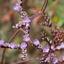 صورة Limonium algarvense Erben