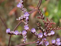 صورة Limonium algarvense Erben