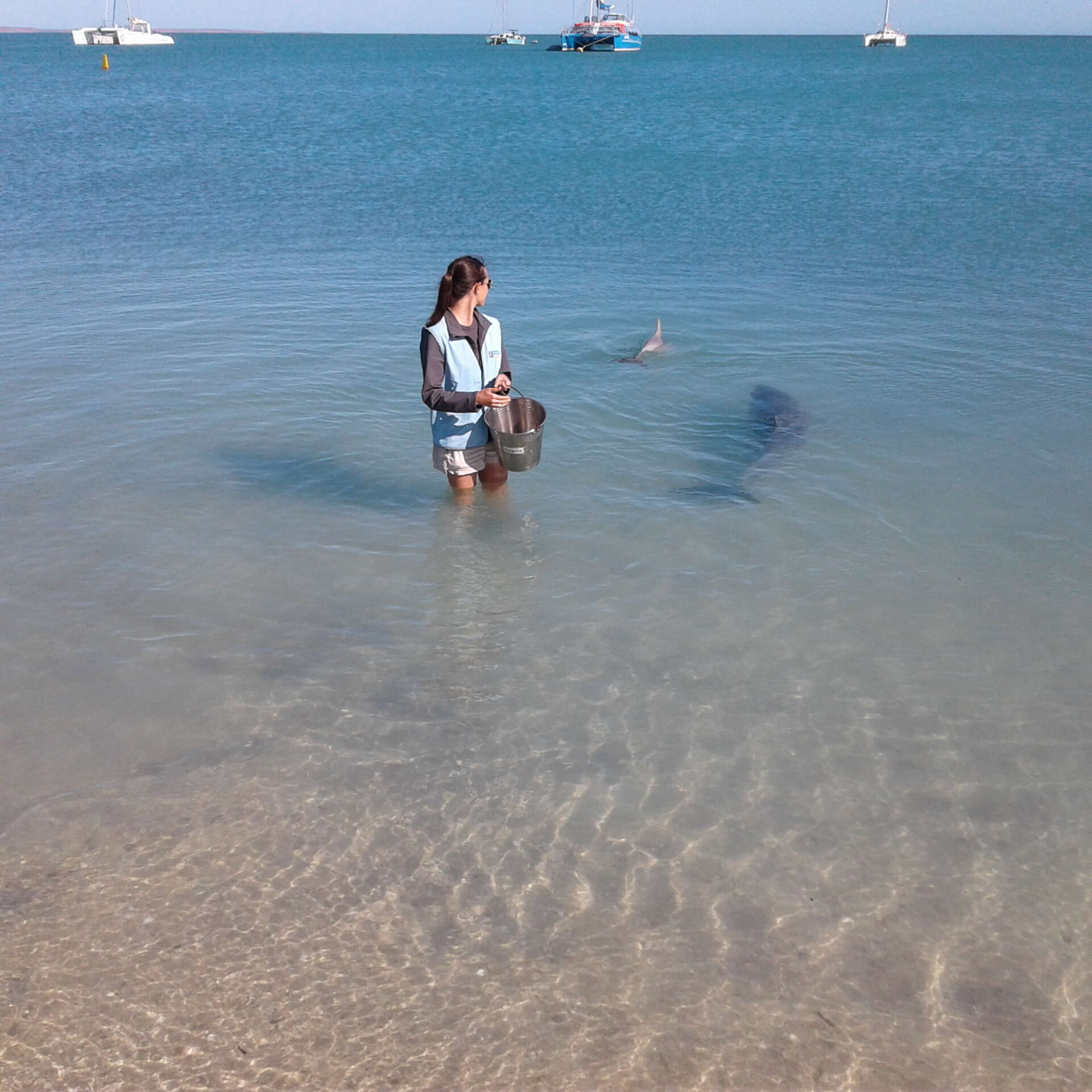 Image of Indian Ocean Bottlenose Dolphin