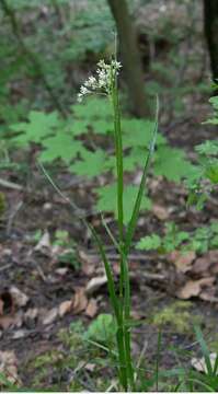 Image of oakforest woodrush