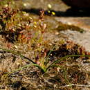 Image of Chlorophytum graminifolium (Willd.) Kunth
